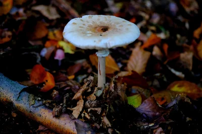 Découvrez le champignon bolet jaune : trésor de nos forêts en 2026