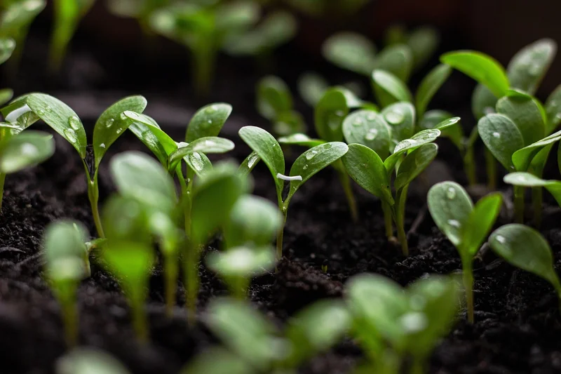 Découvrez les tendances 2026 à la boutique du jardinier pour un espace vert parfait